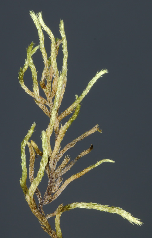Brachythecium turgidum